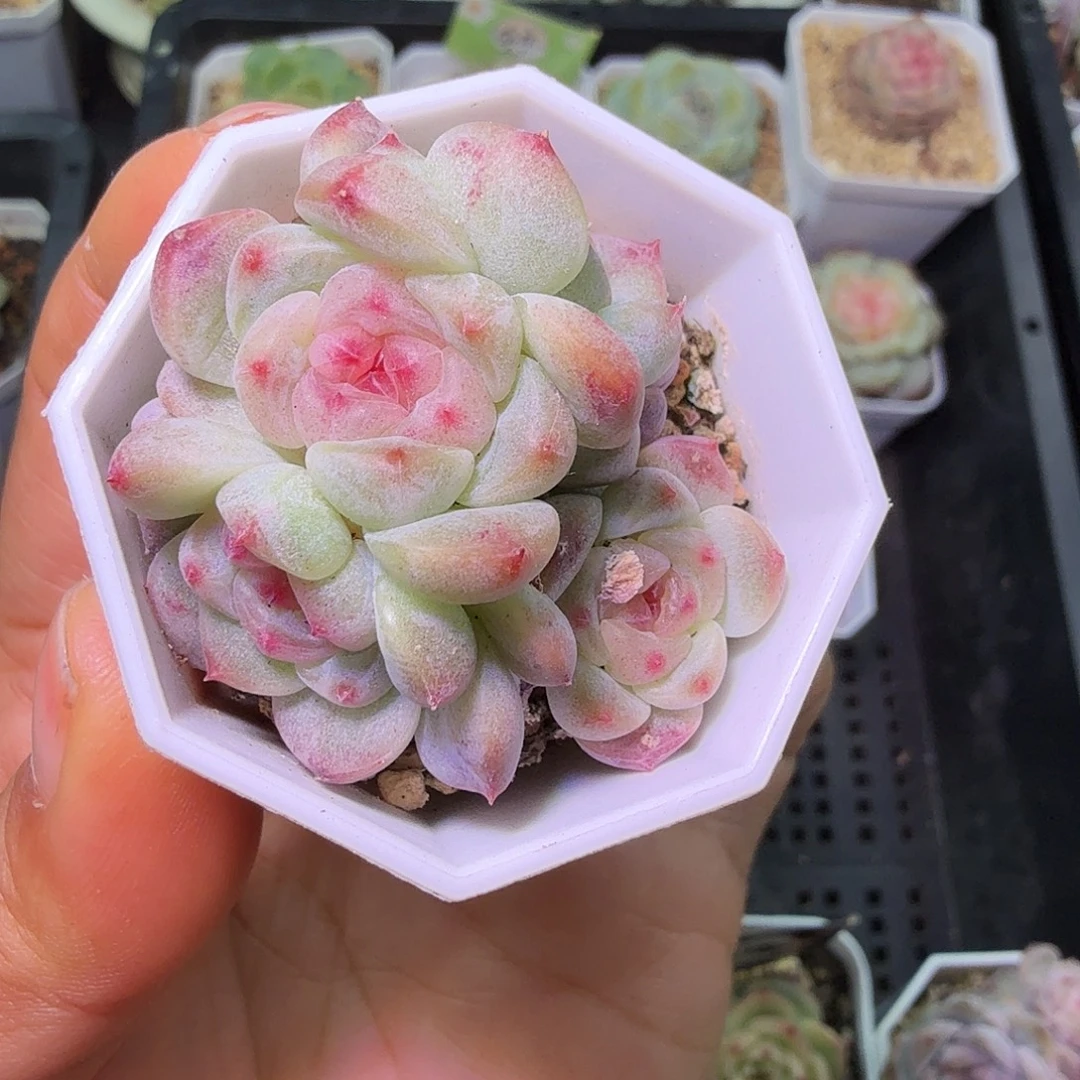 秃子甜心一物一拍四头
