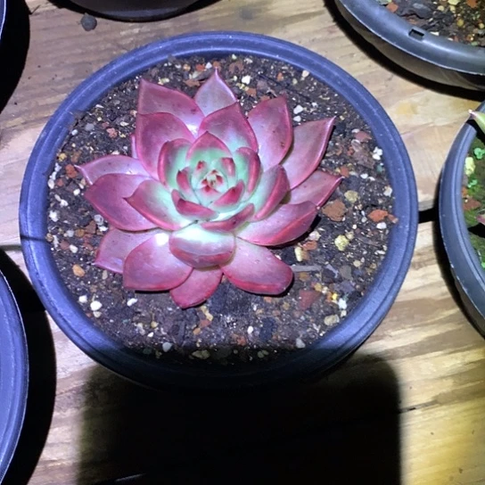 风***发美肉特价活动开始啦