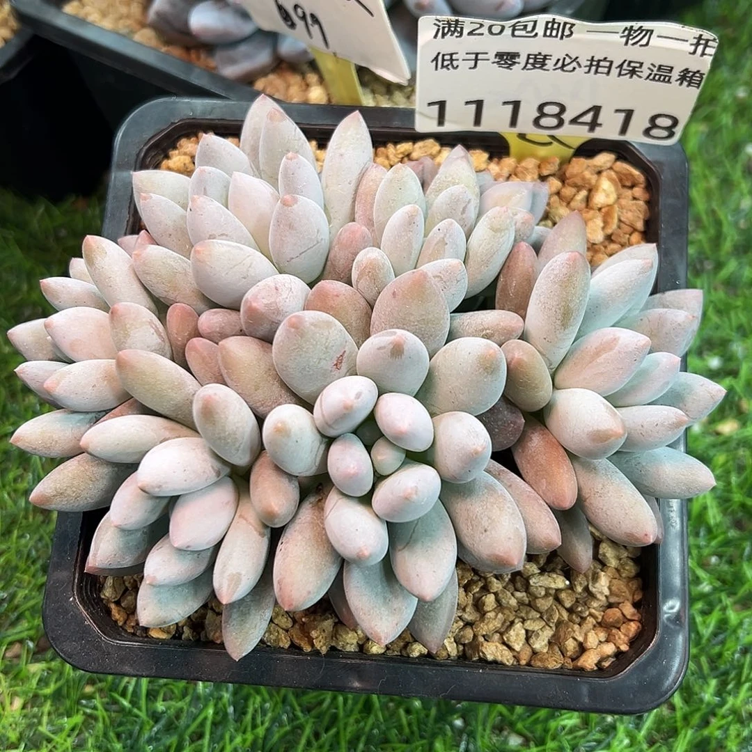 1118418。香所美人7头群