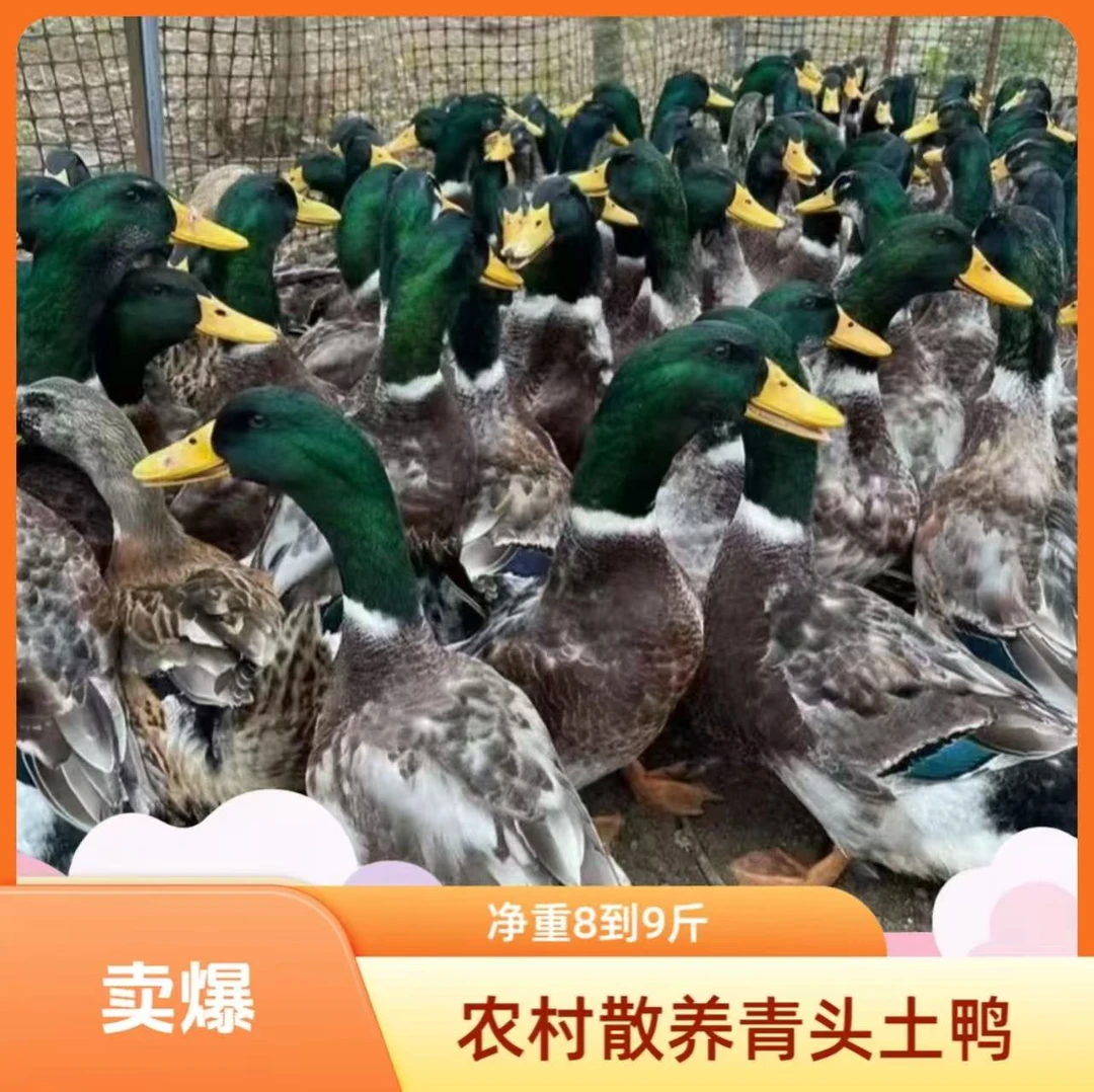 【净重8-9斤】农村散养1年青头土鸭带爪翅全鸭3只毛重14斤