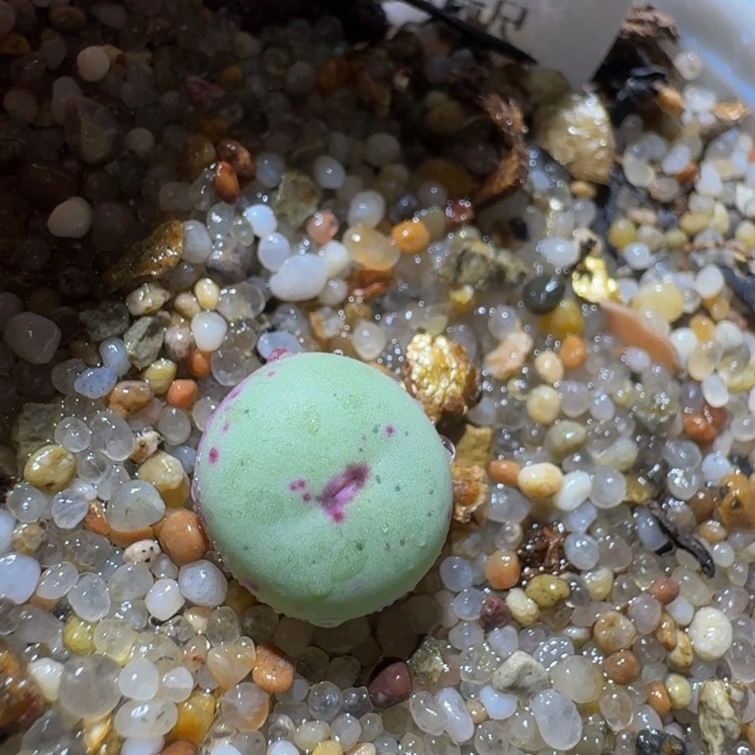 Ssss精品生石花102