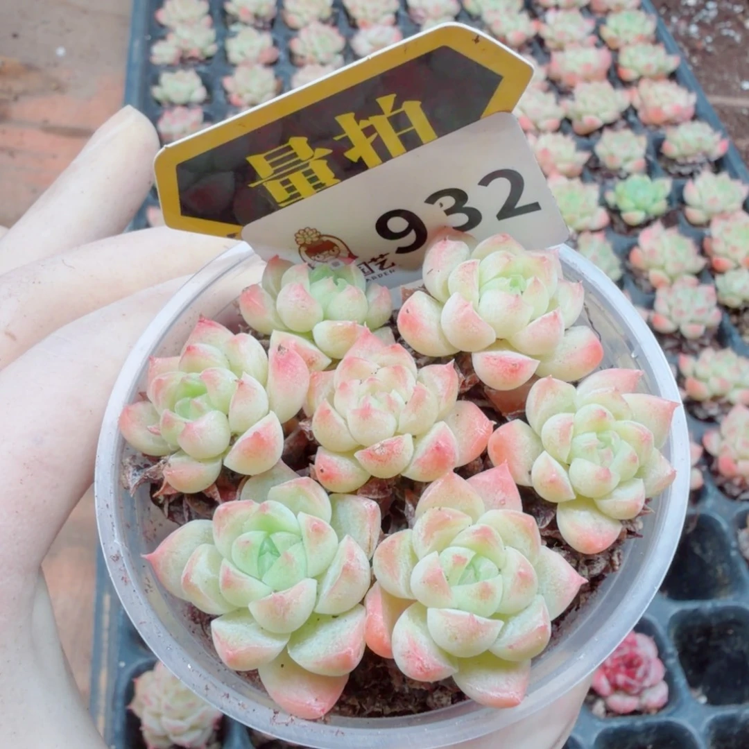 多肉植物多肉植物