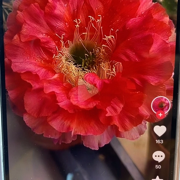 香香红180号侧芽3公分左右