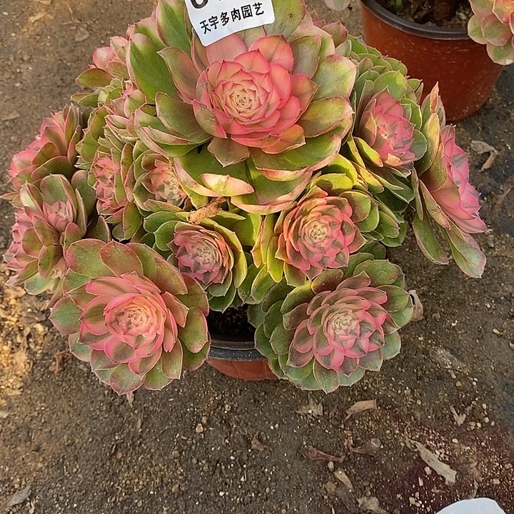 多肉植物荔枝487多肉