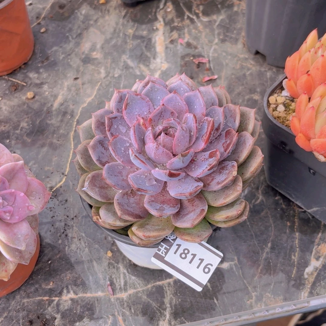 紫水晶多肉植物18116