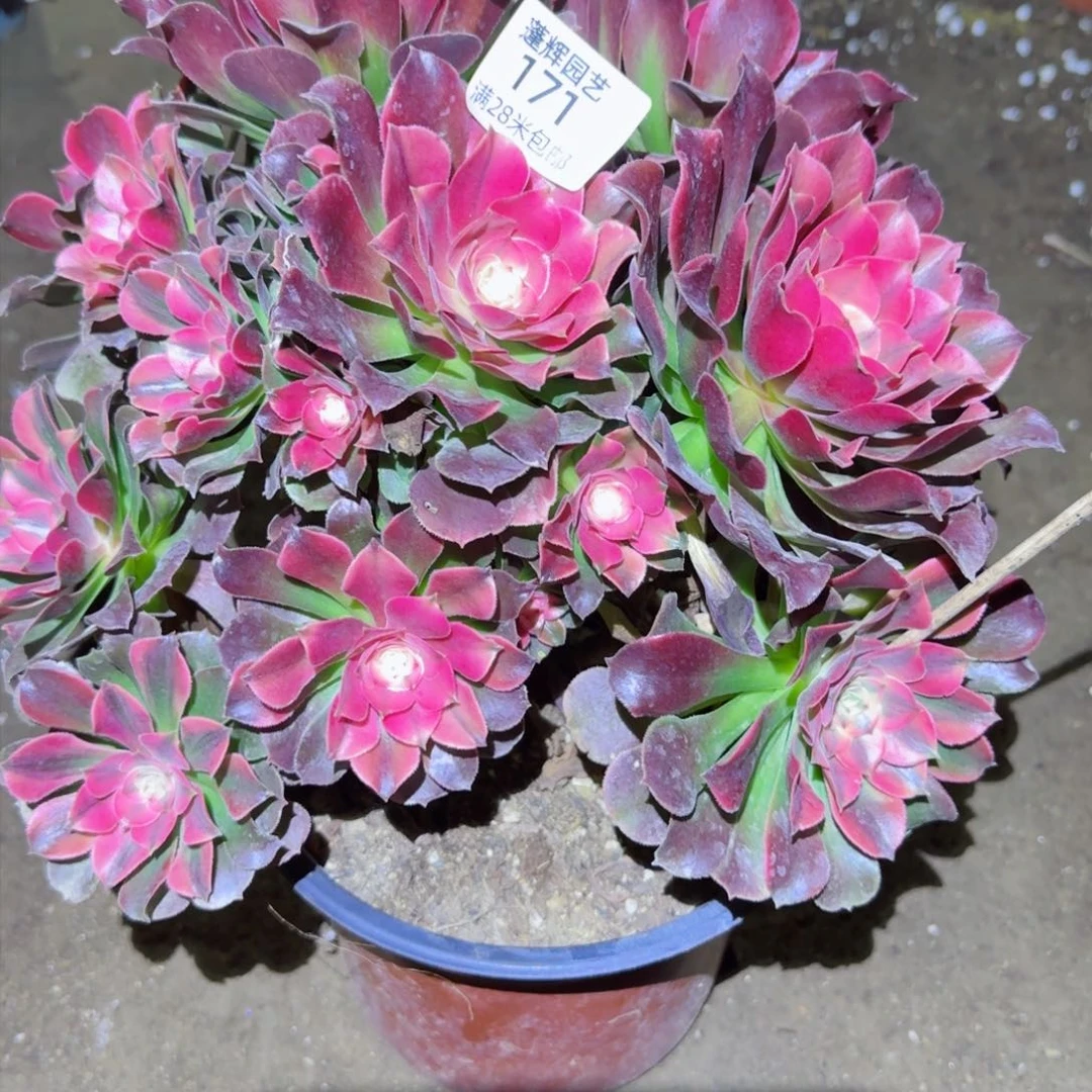 红秀法师多肉171