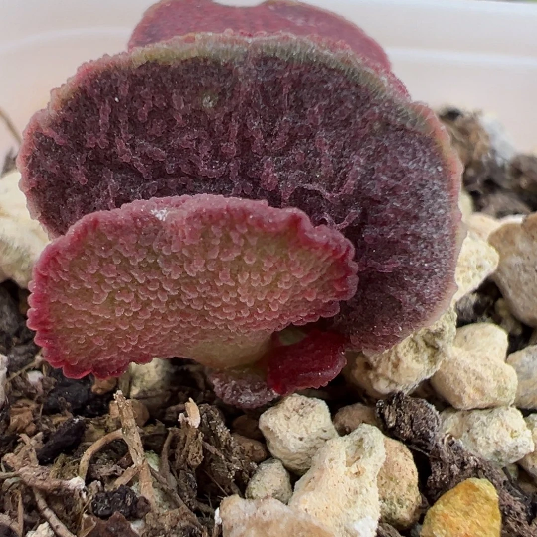 特价实生新品有点晒疤