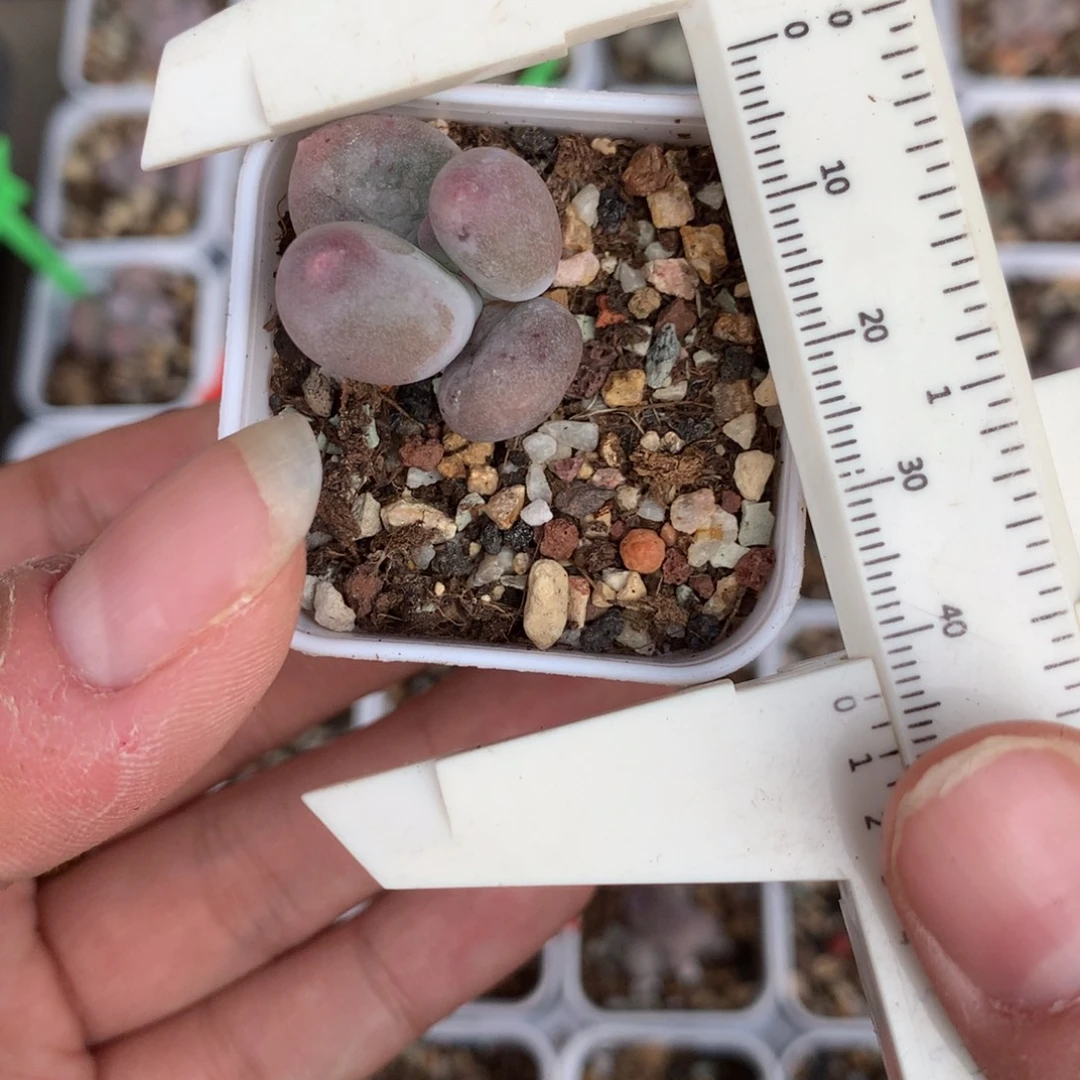 米可奶酪多肉植物