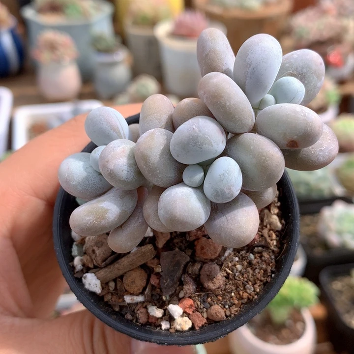 精控蛋黄奶多肉一物一拍