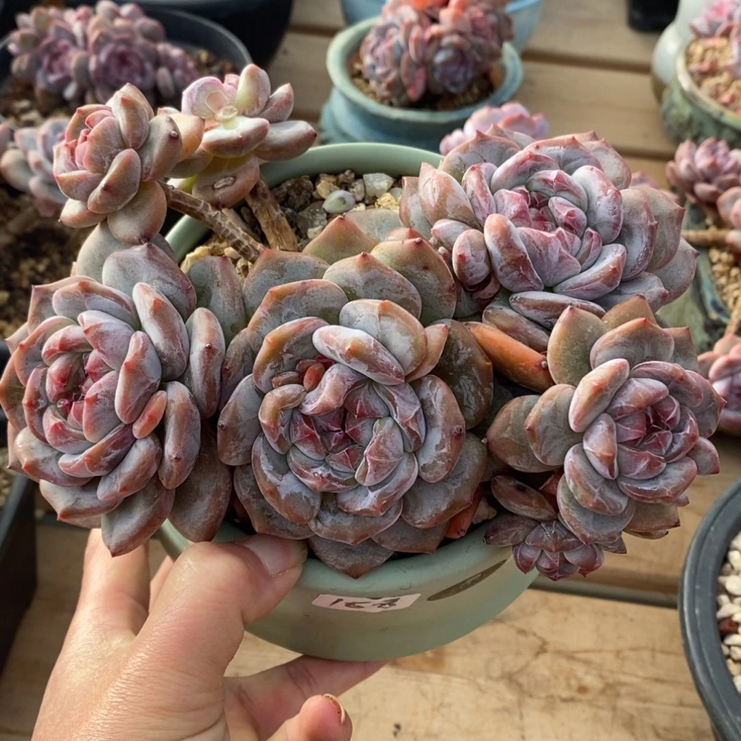 七头趴地飘至绿地紫心