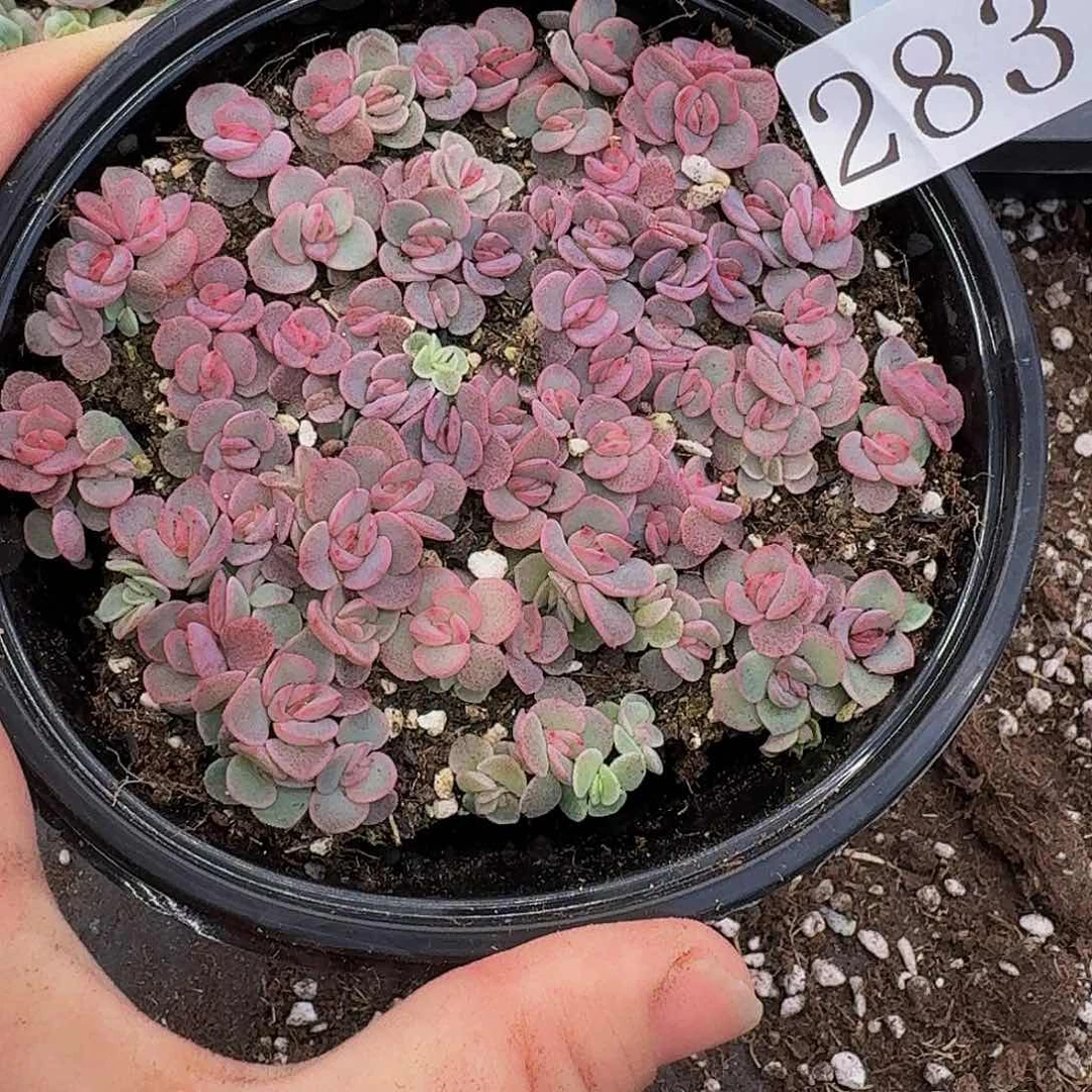 木**?多肉植物多肉植物283