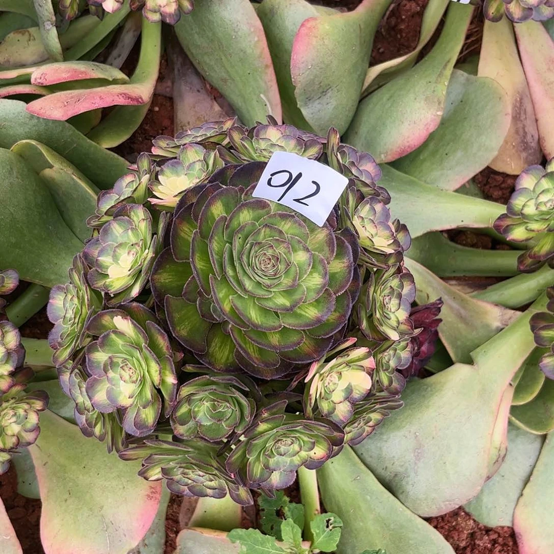 幸**?012海王七彩多肉植物