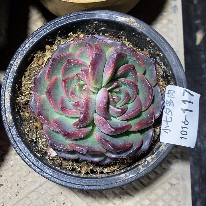 小七夕多肉不知名117