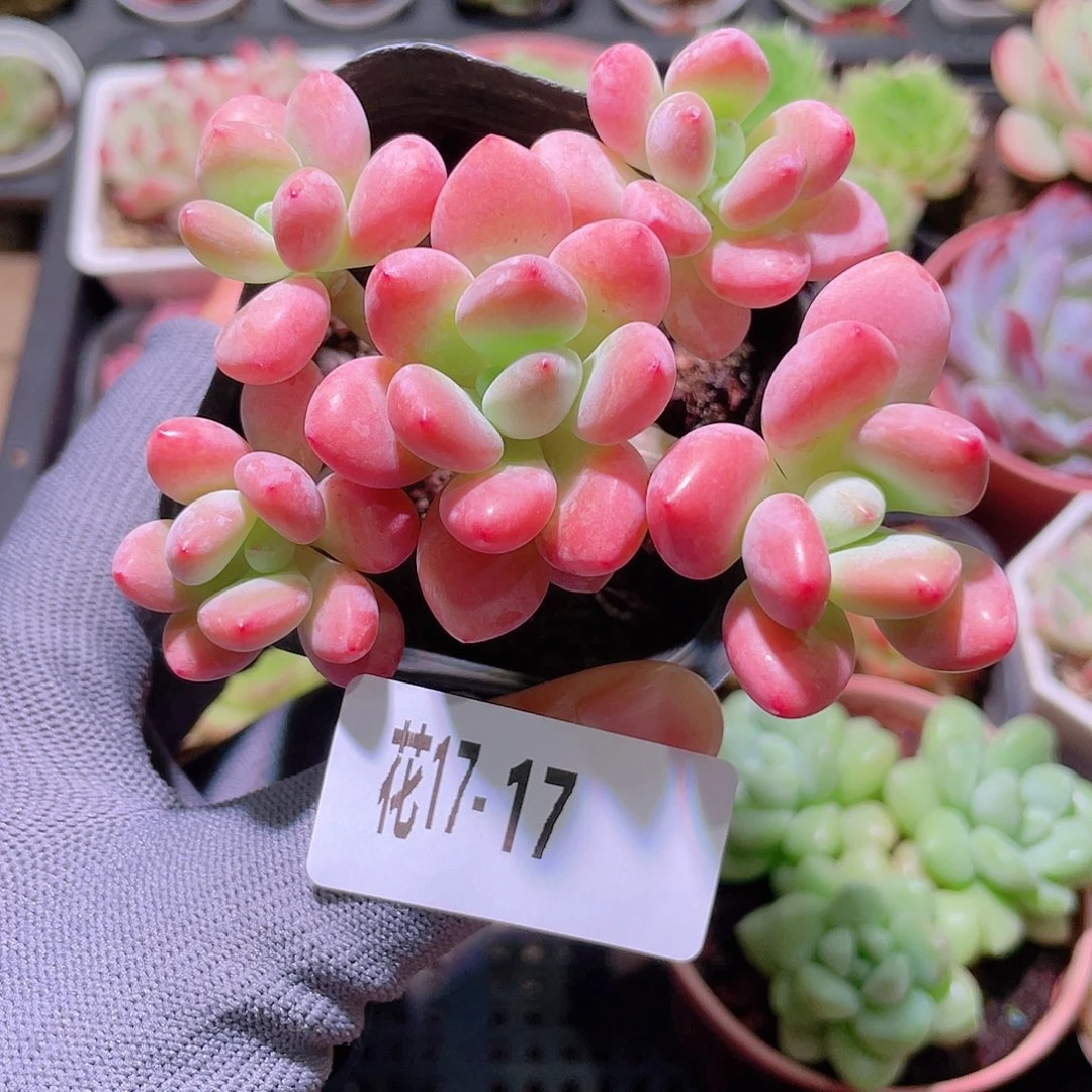 花利美17-17洛神群