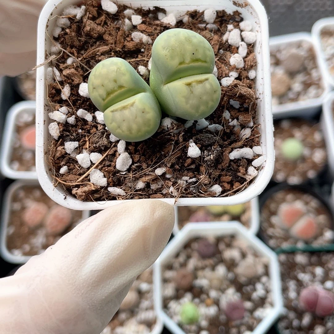 7015大棚清仓甩卖了