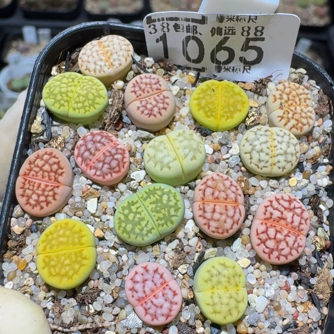 zzzzz生石花肉锥1065