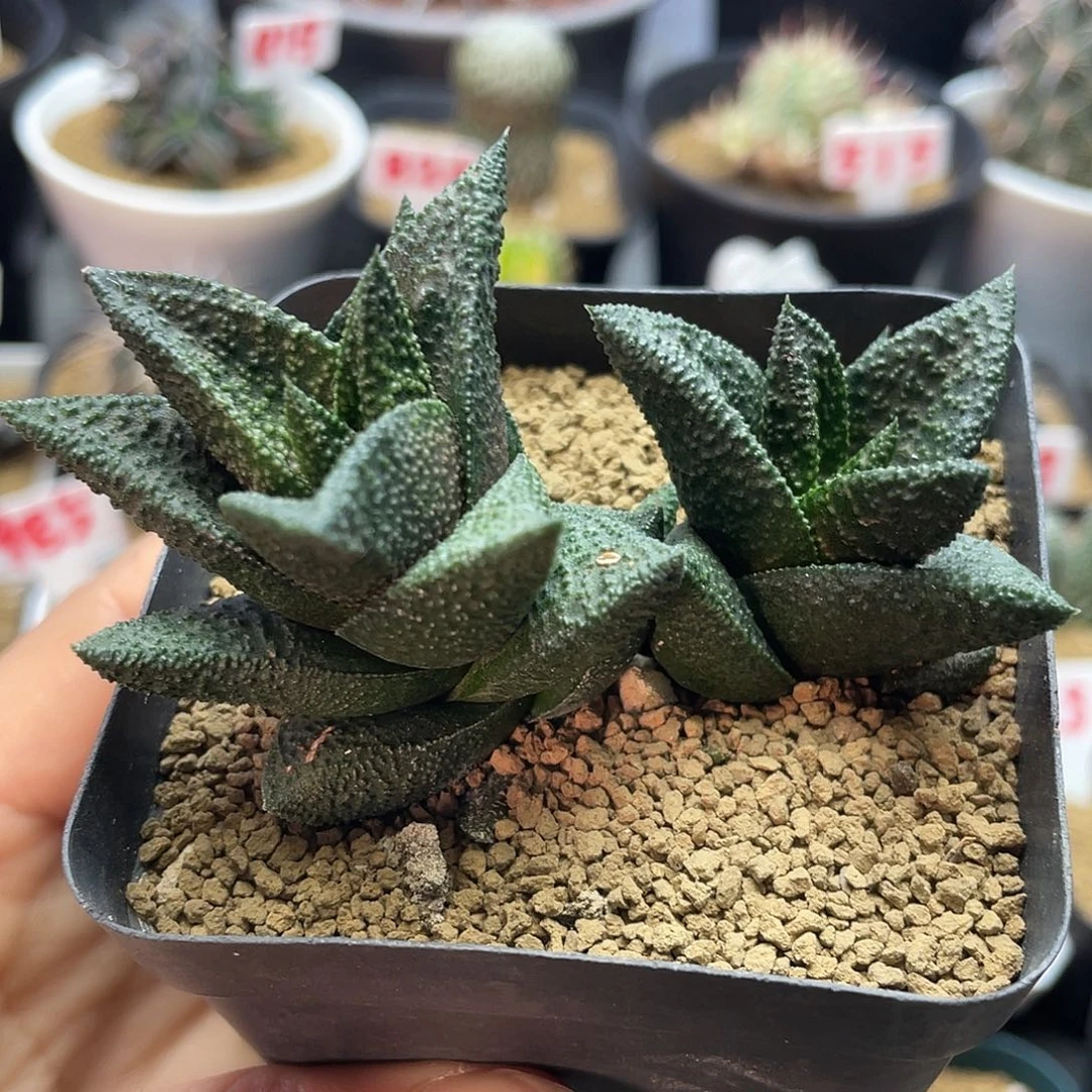 实生双头不知名硬叶