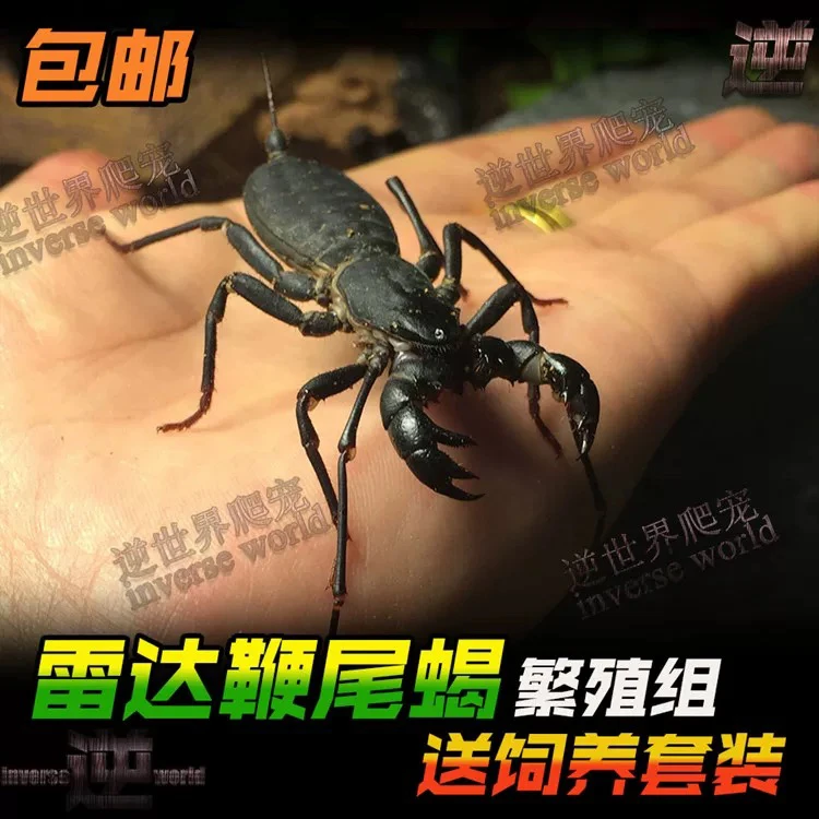 雷达蝎鞭蝎 宠物蝎可上手的品种 温顺好养适合新手