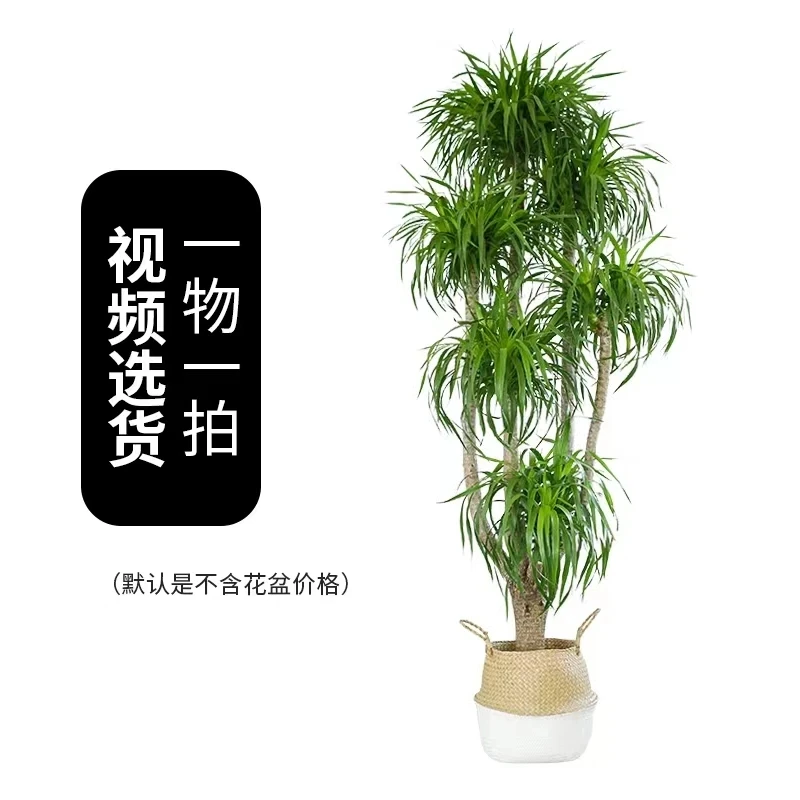 龙血树【一二八零】客厅清新好养室内绿植办公室霸气大叶绿植龙血树