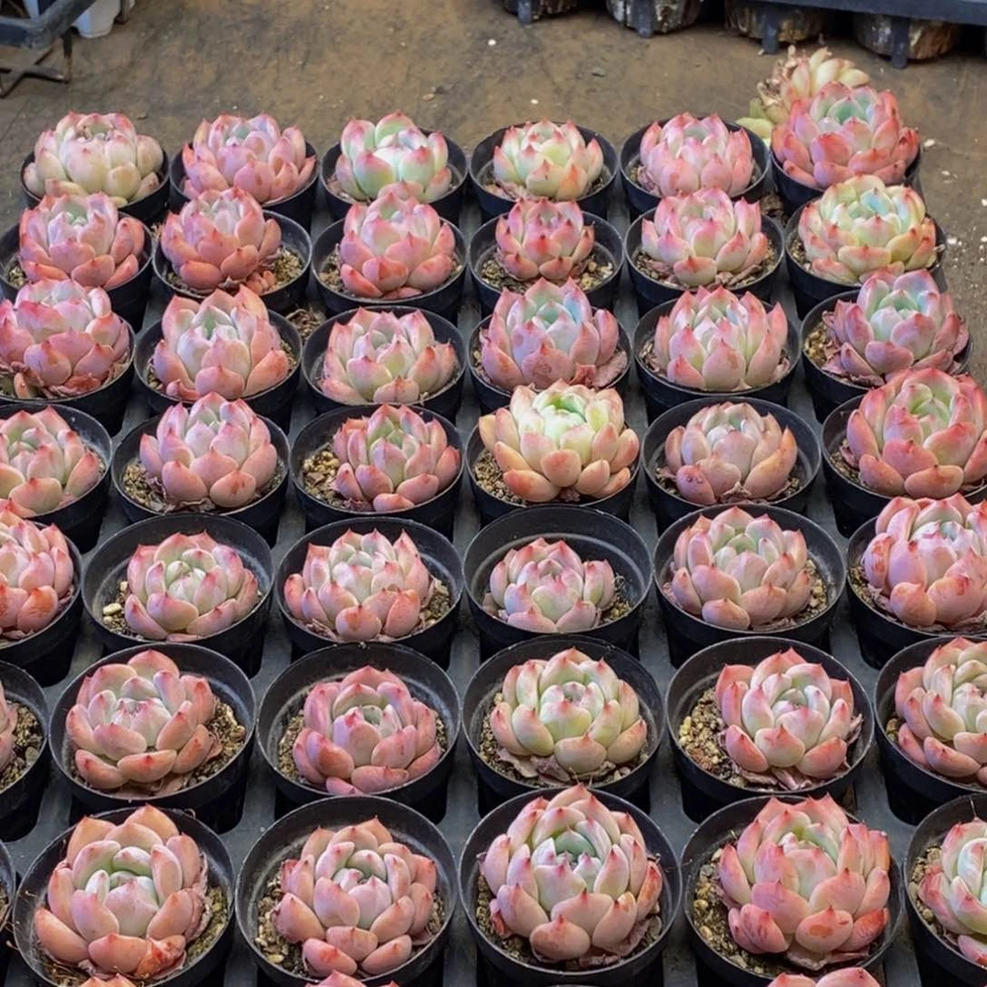 756多肉植物保护研究所