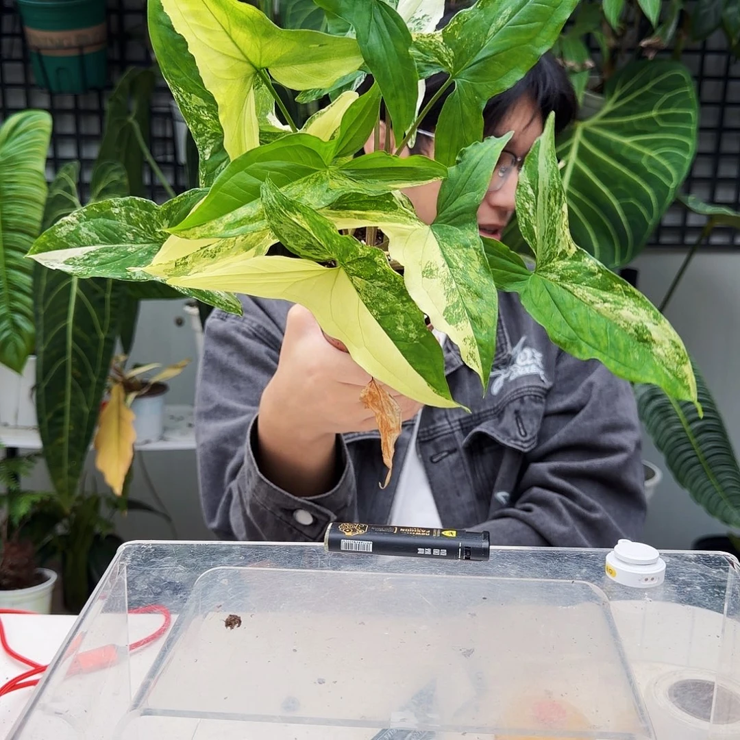 不开花植物T128白锦合果芋