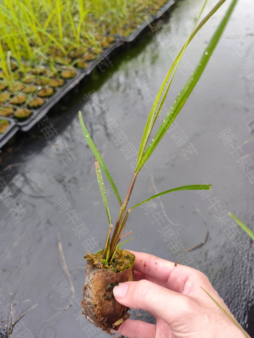 50株黄金脆皮果蔗苗 骑牛热卖