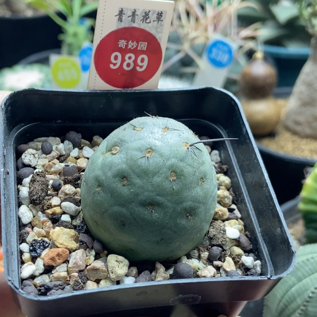 自根洞洞习志野3.7cm一棵仙人球