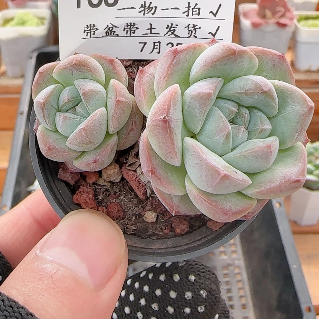 多肉0726-165暗纹糖心