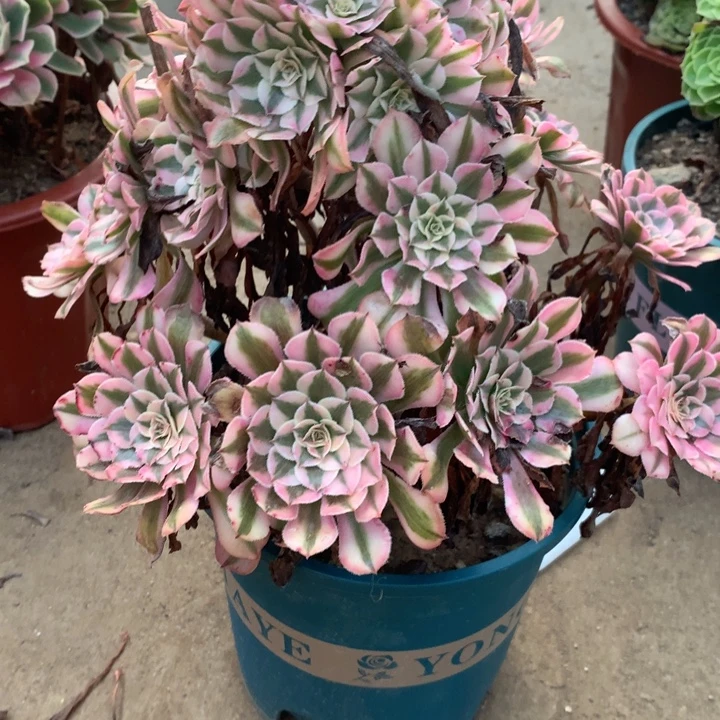 1047粉铜多肉特价不售后