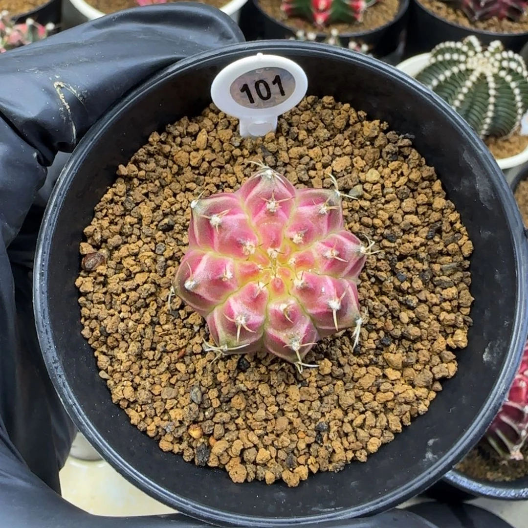 101号泰系实生轮回