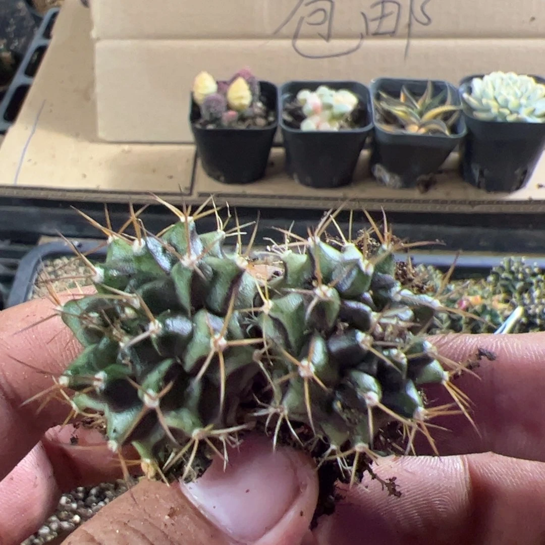 当前无花栽培后可以开花345