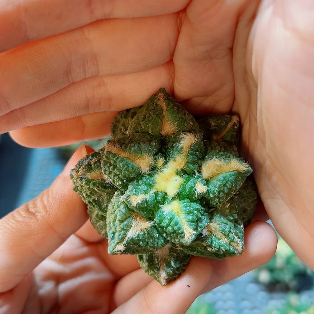 苗接无根龟甲牡丹4公分