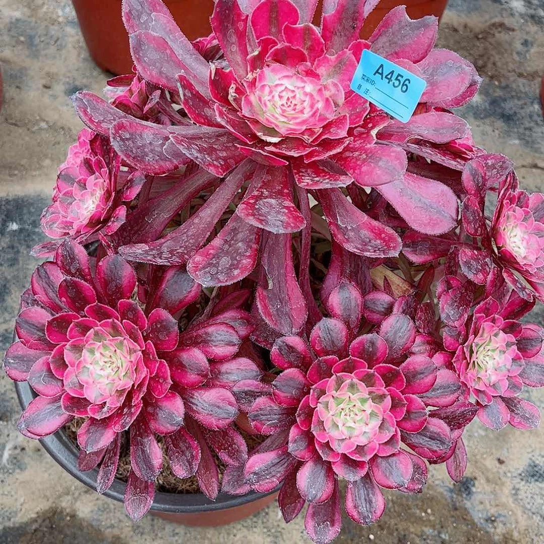 放**己多肉植物红同456