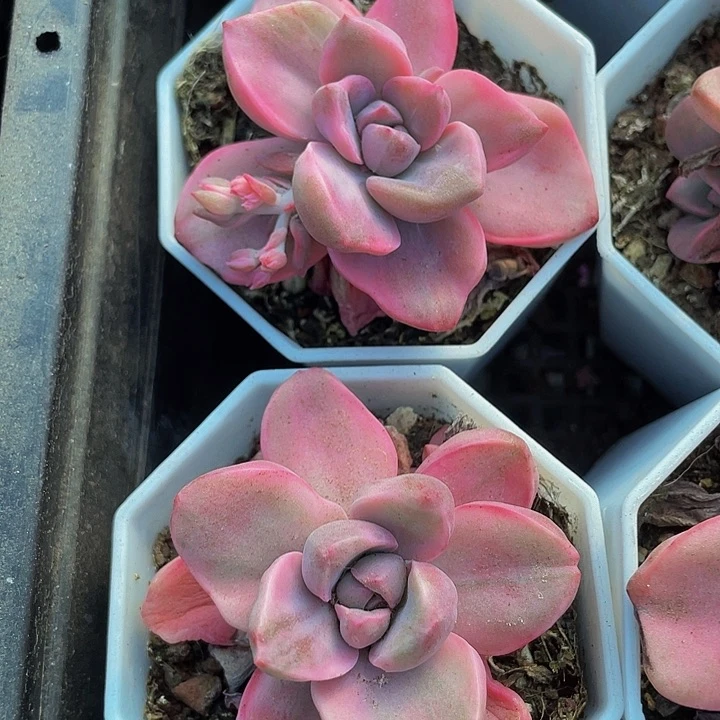 八角盆彩虹糖锦带盆