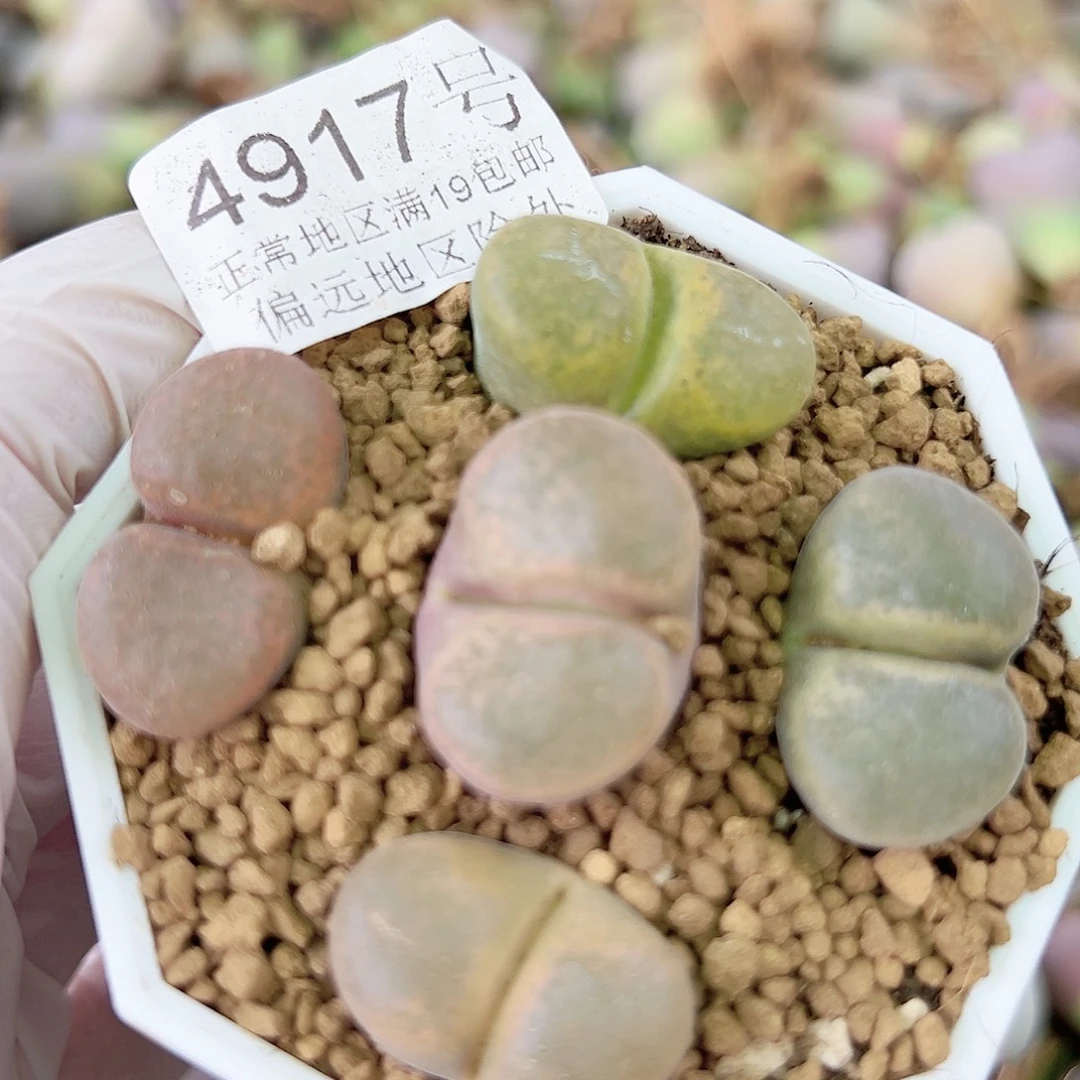 4917七年风铃玉5个2cm左右脱土发