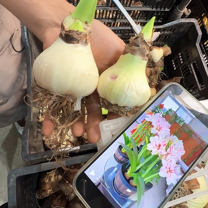 水彩画直径5厘米带花苞