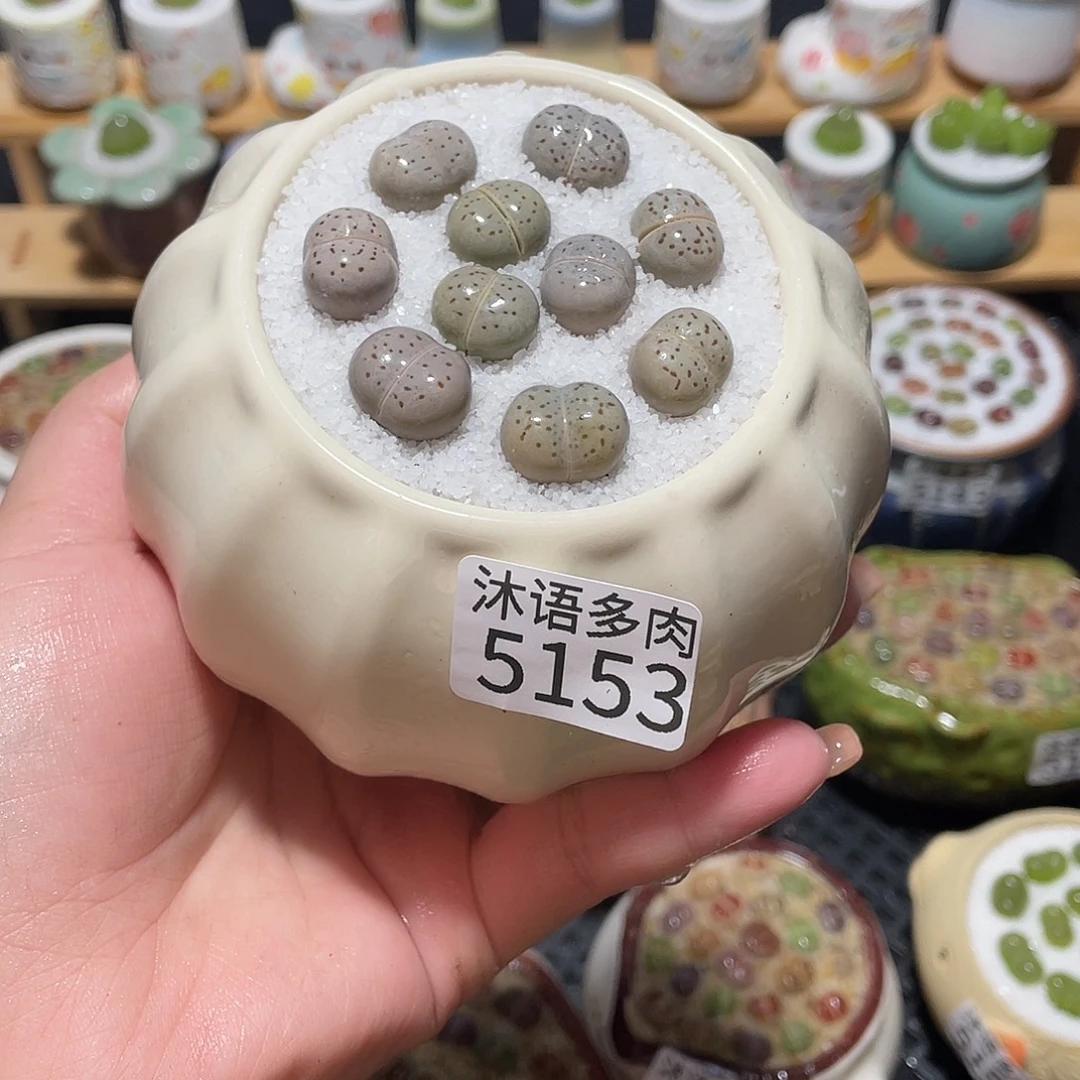 带盆土植物 一物一拍5153