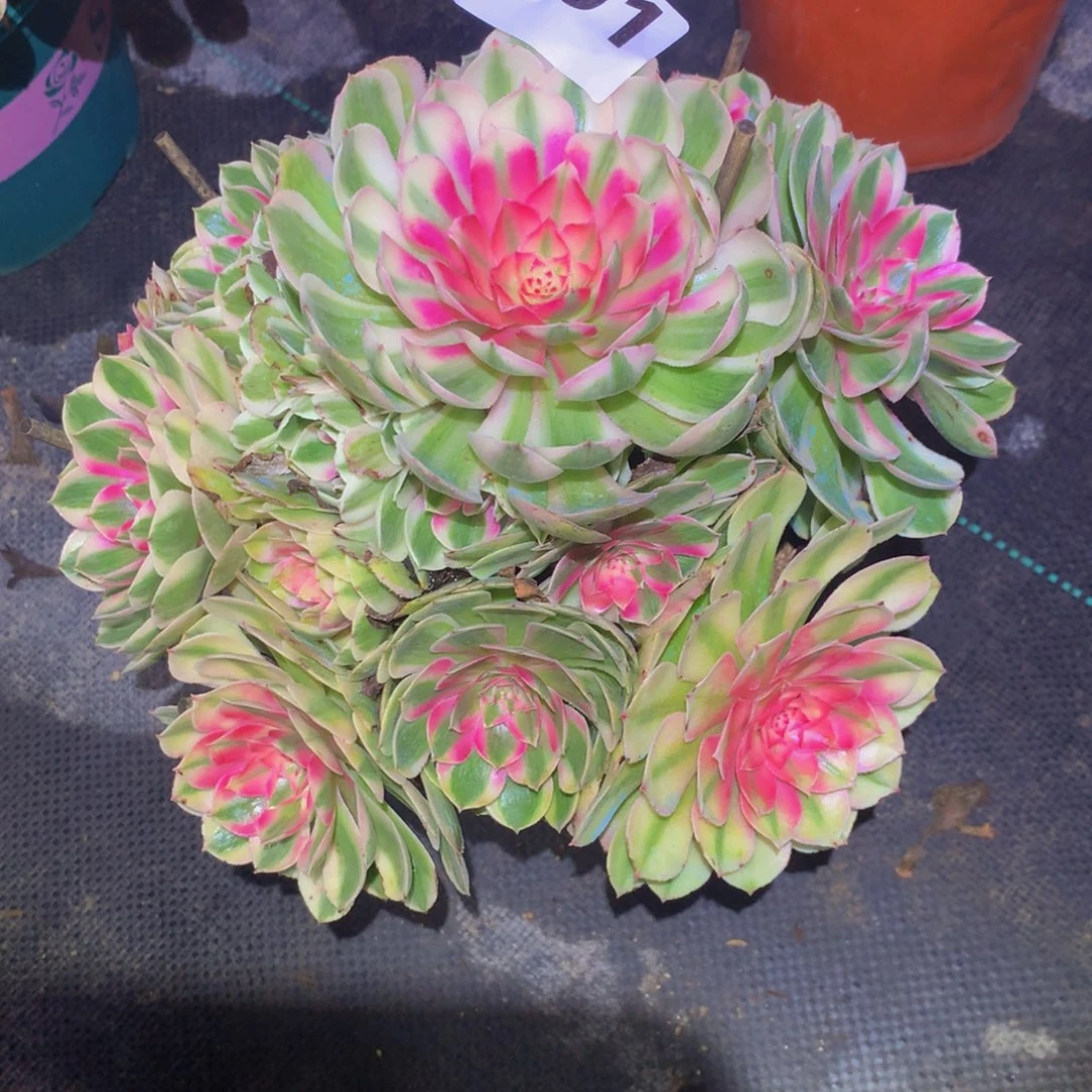 ****空法师多肉植物301桃花坞