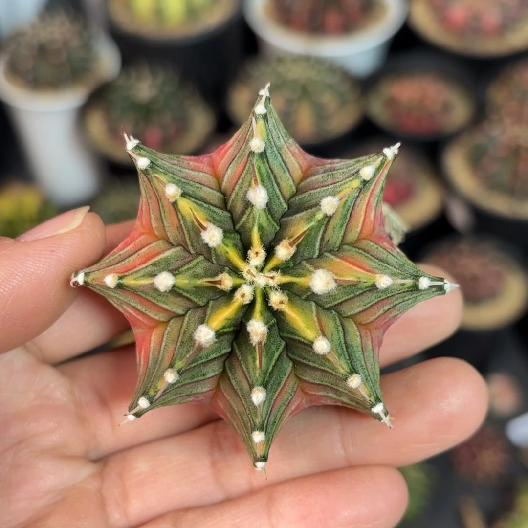 泰系实生米哈仙人球190