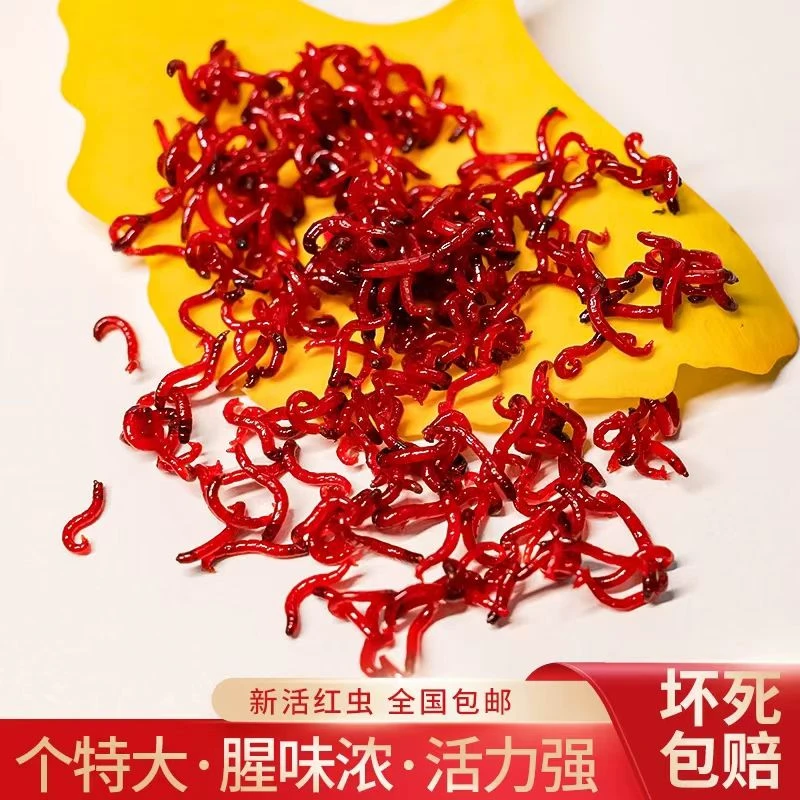 新鲜特大号活饵垂钓鱼拉饵料鲫鱼鲤鱼挂钩黑头公虫营养土混发
