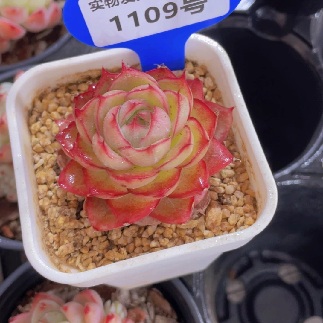 1109号 全状态荔枝玫瑰