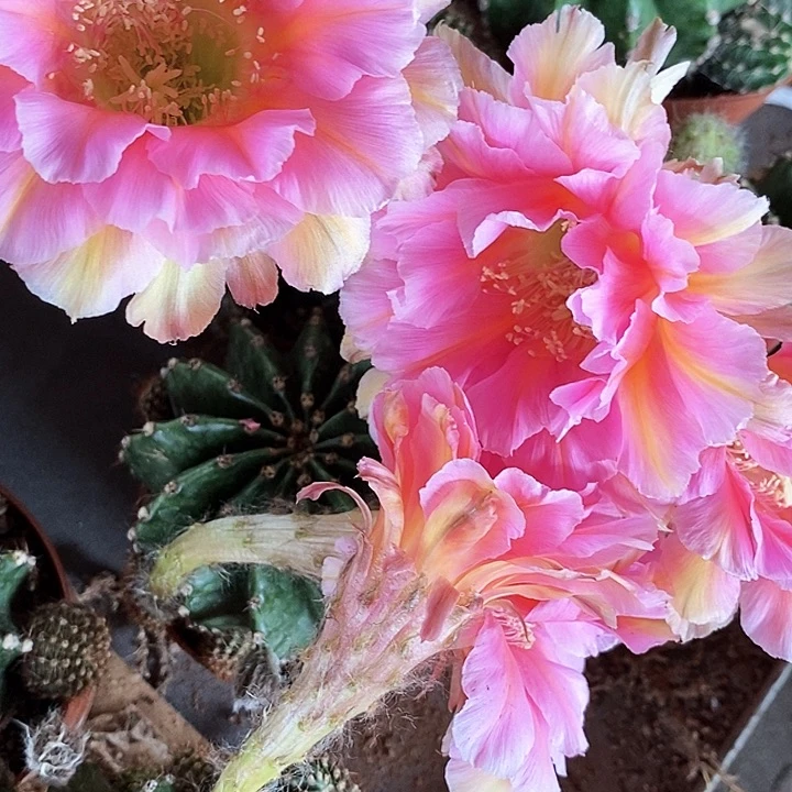 香妃仙人球2577889