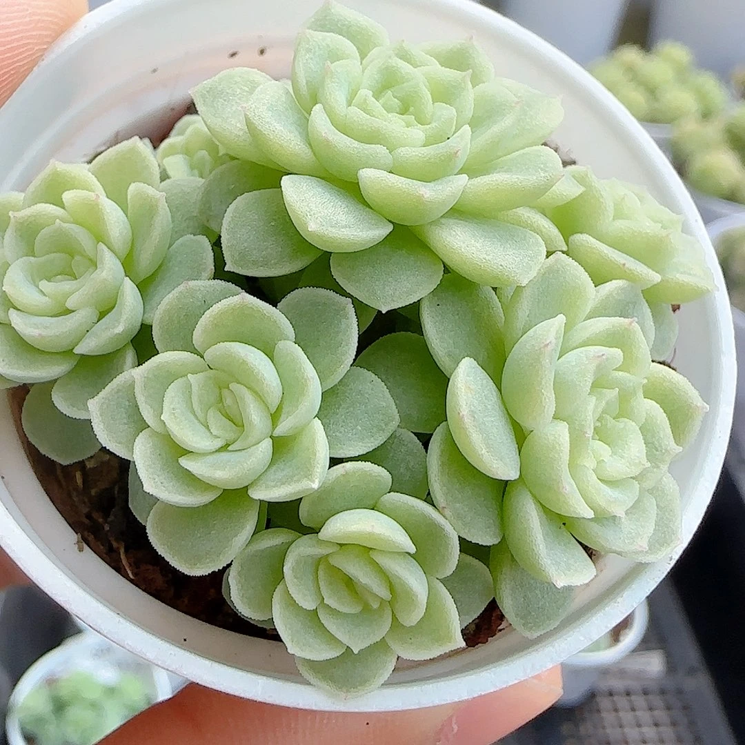 【闪购商品】1019-35优选麦杆