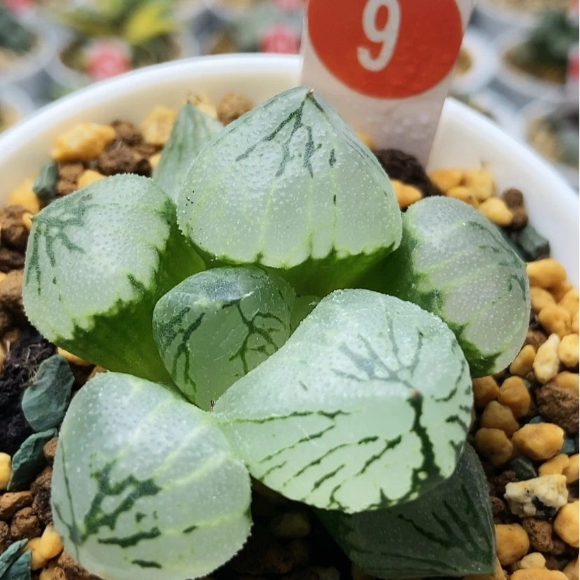 【闪购商品】杨贵妃9