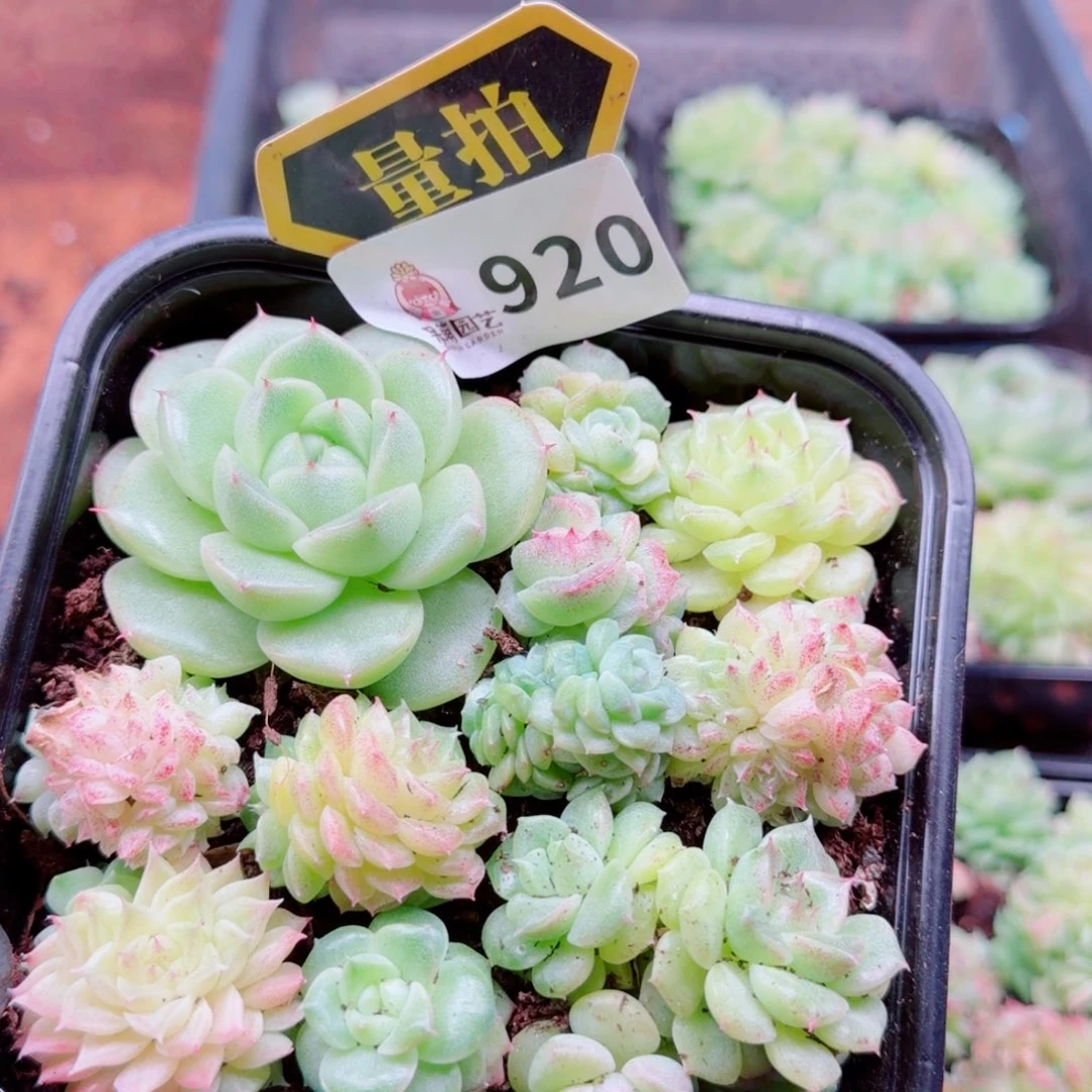 多肉植物多肉植物