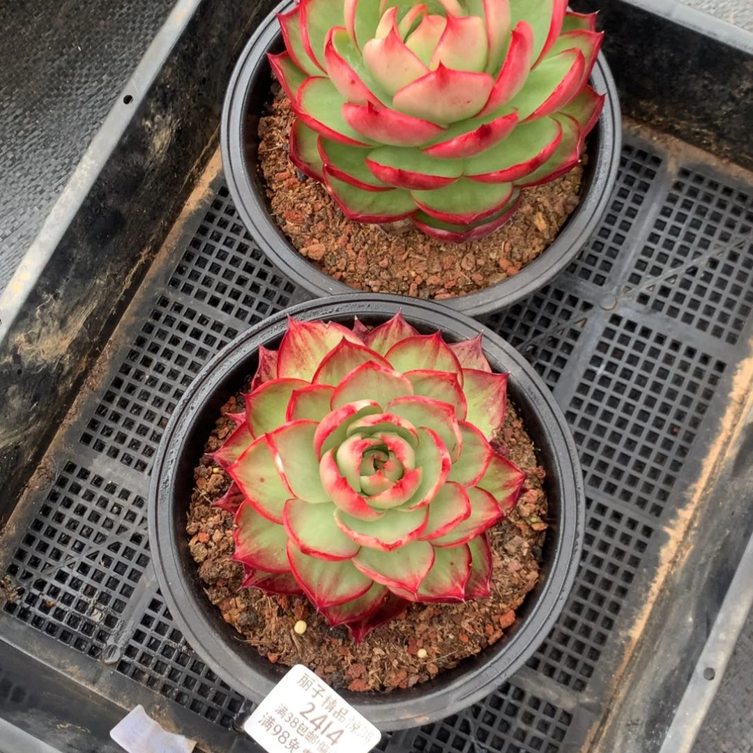 2414一物一拍2颗外翻内沟