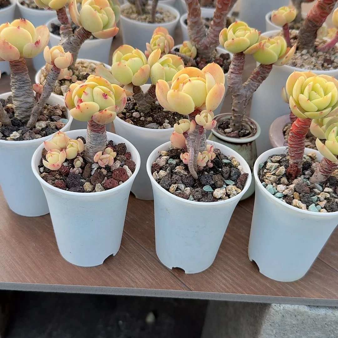 鲜***艳鸡蛋碧桃多肉植物三颗