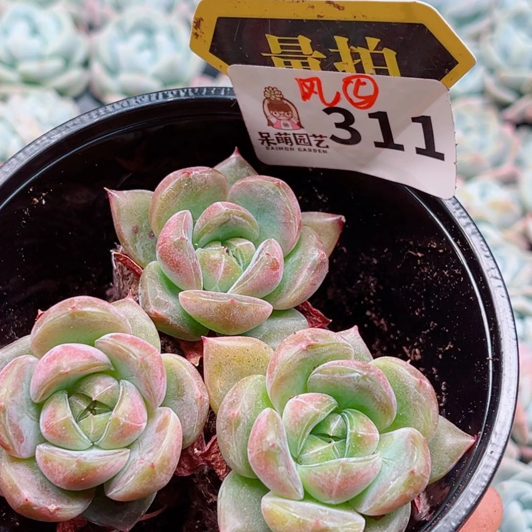 多肉植物多肉植物