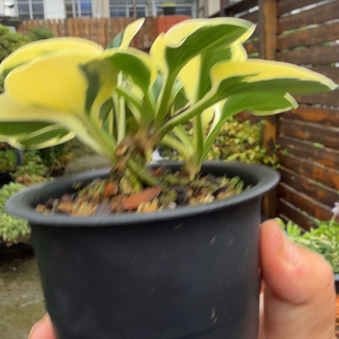 无花朵原**身草本植物 中通快递