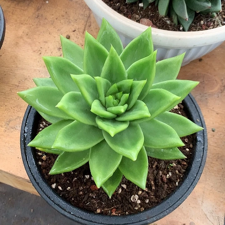 美肉特价活动开始啦